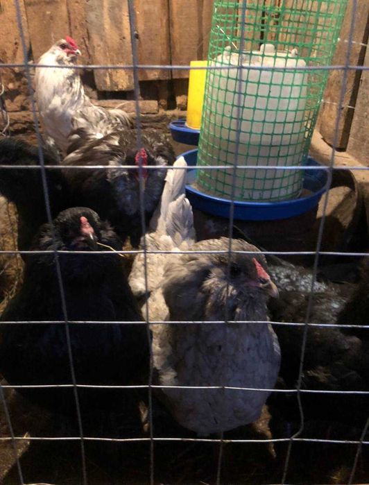 Інкубаційні яйця Амераукана