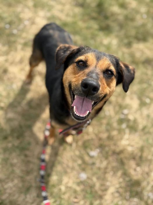 1,5-roczna Samanta poleca się do adopcji