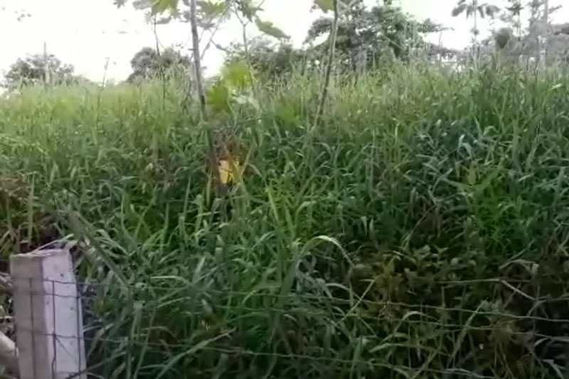 Limpeza e Desmatização de terrenos e jardins.