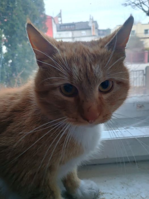Śliczny rudy kocurek szuka bezpiecznego domku