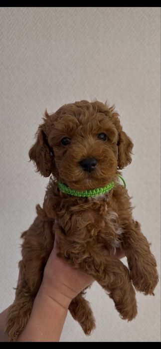 Малюки Той-пудель шукають свою родину.