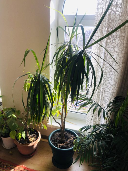 Продается пальма Драцена возраст 4 года