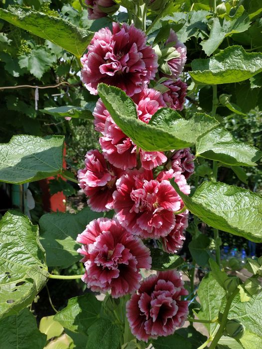 Семена махровой полной мальвы из моего сада