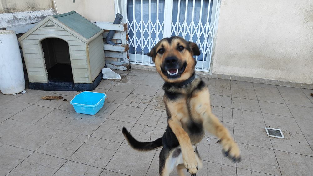 Cão jovem para adoção