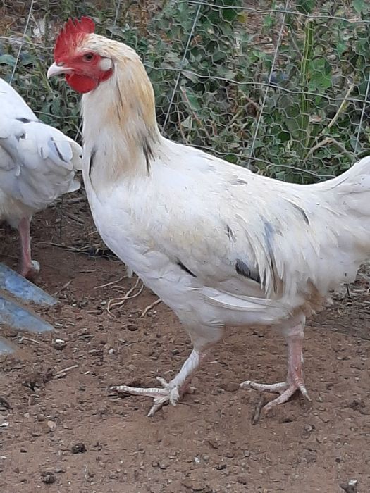 Vendo Marans de varias idades