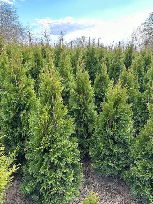 Туя смарагд насадження