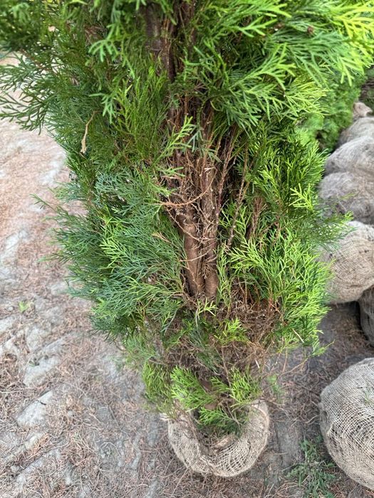 Thuja Smaragd Tuja Szmaragd stożkowa 200-250 cm na żywopłot Tanio