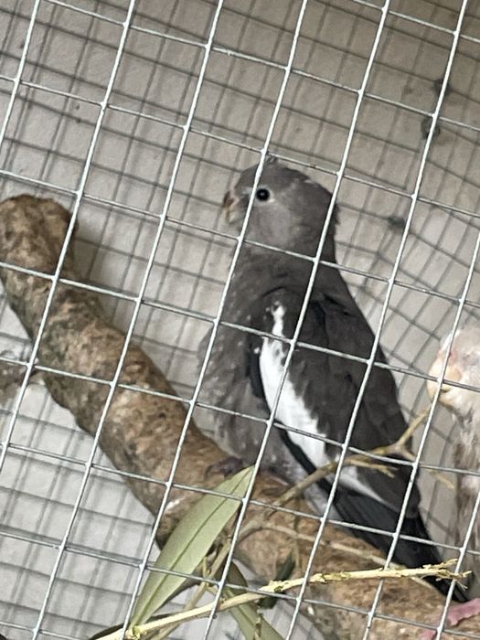 Caturras do fim de 2025