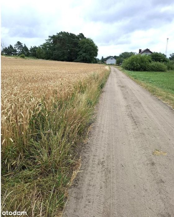 Działka, Grzebienisko