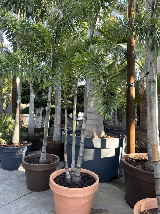 Palmeiras Raras - VEITCHIAS - HYOPHORBES - LICUALAS