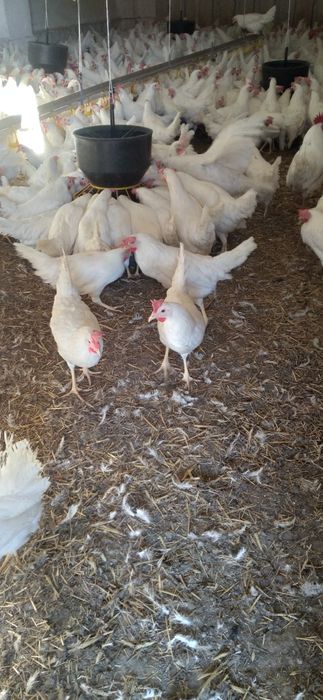 Kury Nioski Leghorn 24 tygodnie! Wysyłka od 10 sztuk.