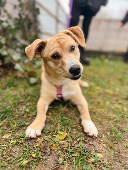 Maluszek cudowny przyjaciel do adopcji Marvel Mega przyjazny, fajny pi