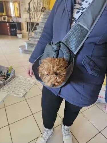 Перенесення слінг S для маленьких собак та кішок через плече на змійці