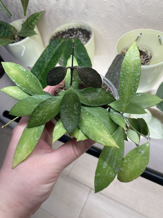 Хойя Hoya gracilis