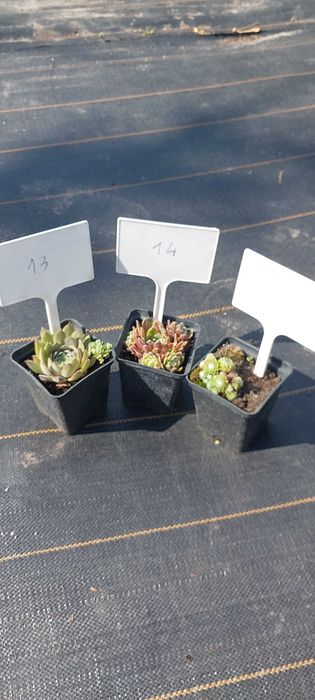 Rojniki i rozchodniki