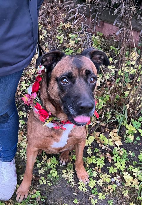 Puma w typie boksera pilnie szuka domu