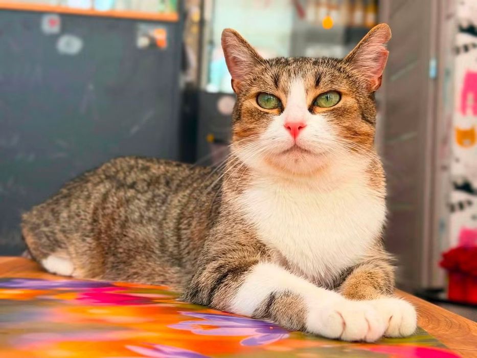 Muffinka urocza kotka do adopcji