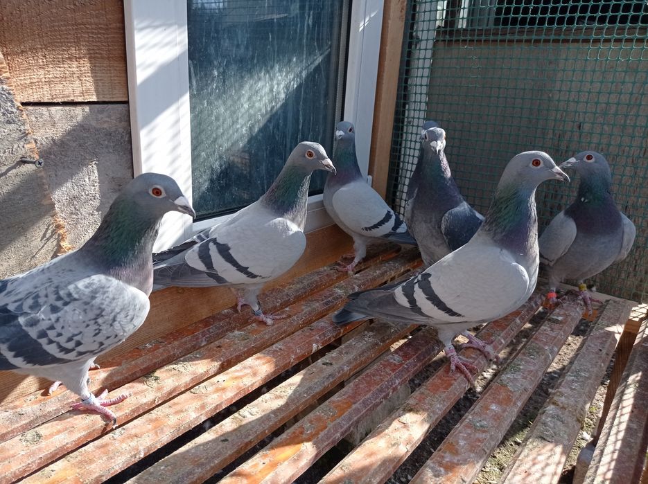 Sprzedam gołębie pocztowe