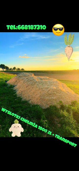 Wysłotki buraczane