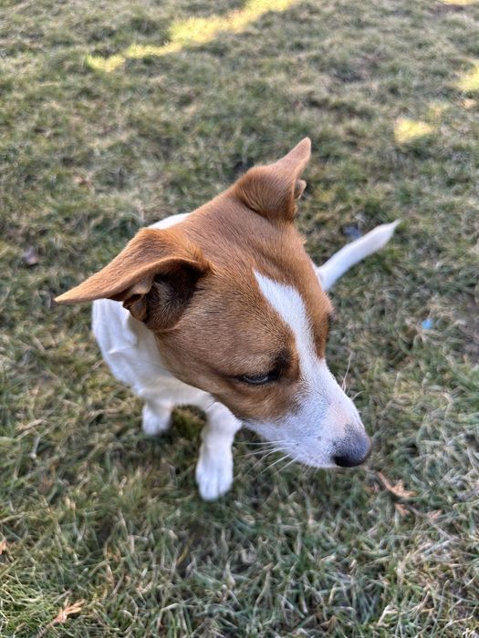 Джек Рассел вязка