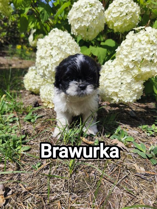 Shih tzu zapraszam do rezerwacji