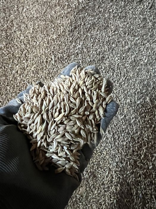 Pszenżyto , kukurydza