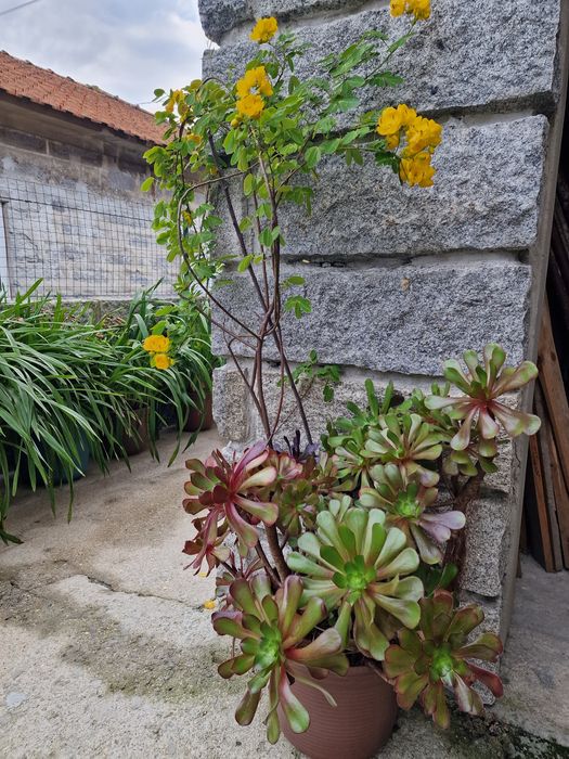 Suculenta Aeonium e árvore Senna