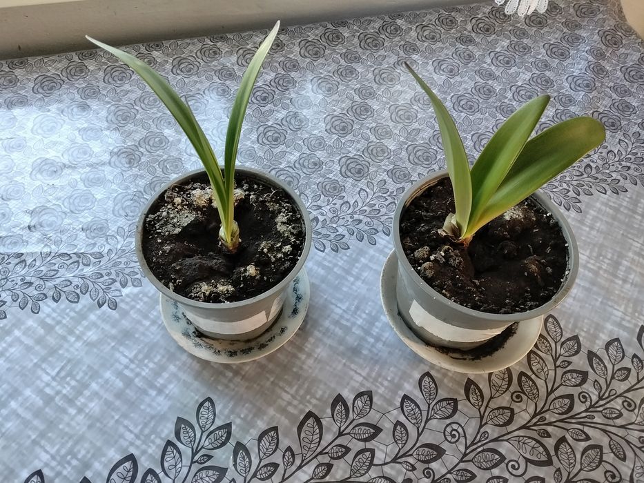 Продам вазон гіпеаструм(амариліс)