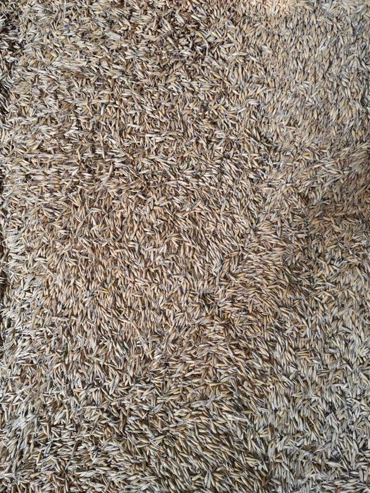 Sprzedam owies. Zbiór 2025