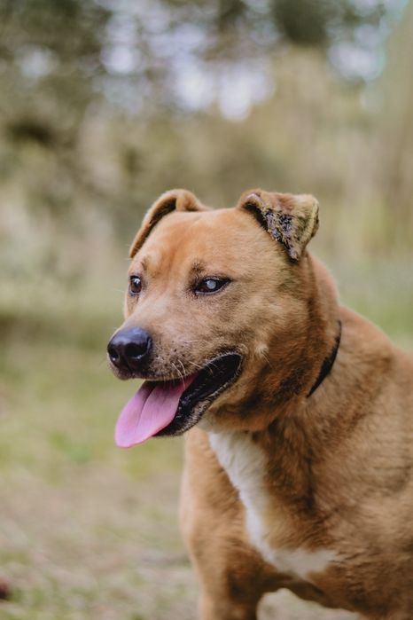 Spokojny pies w typie pitbulla szuka odpowiedzialnego domu