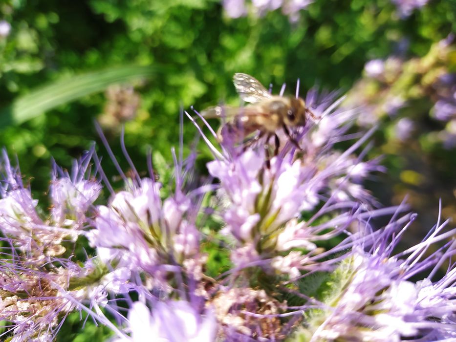 Sprzedam miód z własnej pasieki