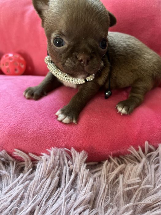 Suczka chihuaha miniaturka