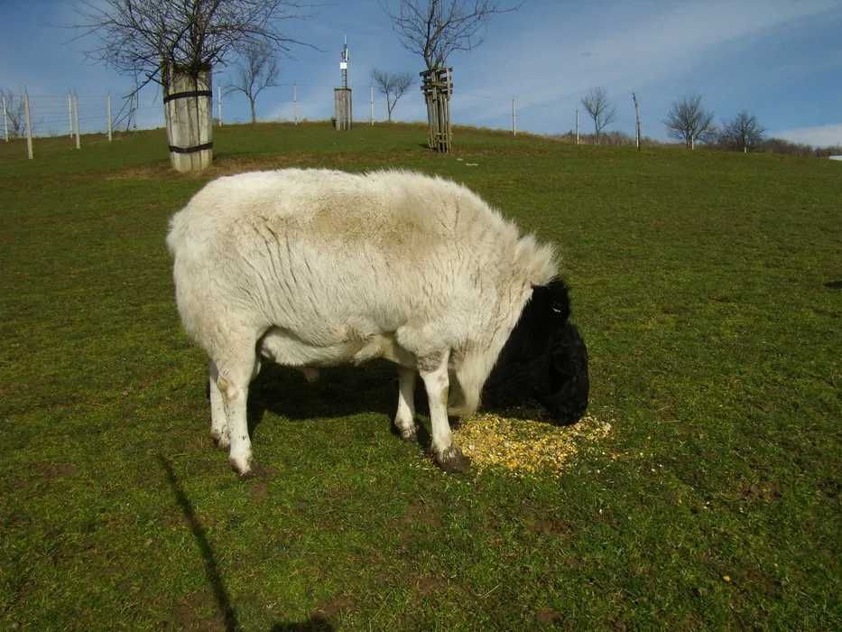 Sprzedam tryczki 100 % czysty Dorper.