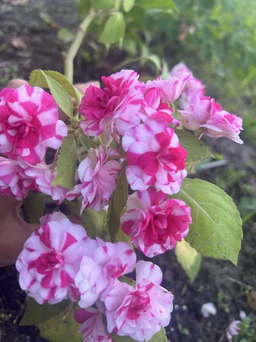 Кімнатні квіти для душі