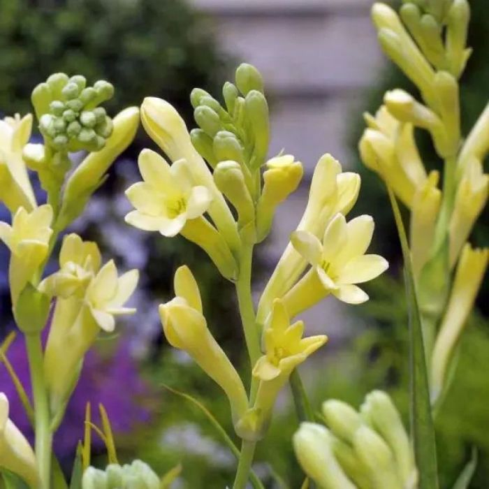 Зефірантес,лікорис і різні другі рослини