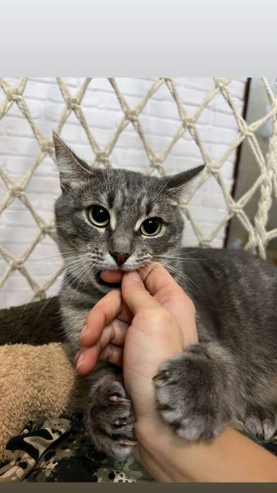 Отдам серую вискасную кошку, 1,5 года, стерилизована