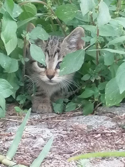 Gatinhos bebés para adoção responsável