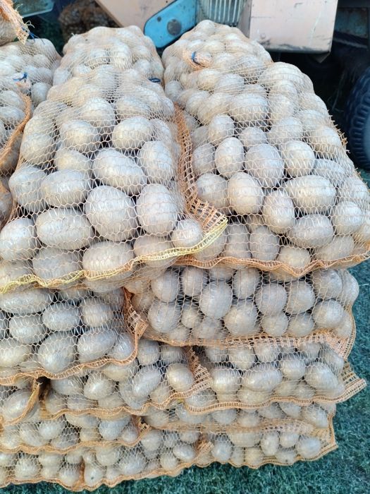 Ziemniaki Riviera Tajfun Jurek Ignacy jadalne ładne