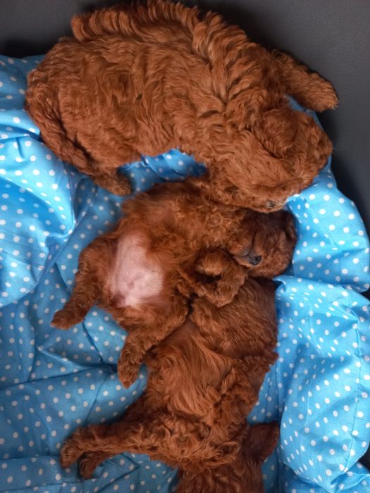 Suczka pudel mini / toy Red brown