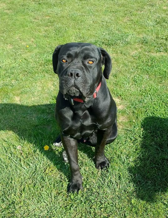 Cane Corso piękny pies szuka nowego domu