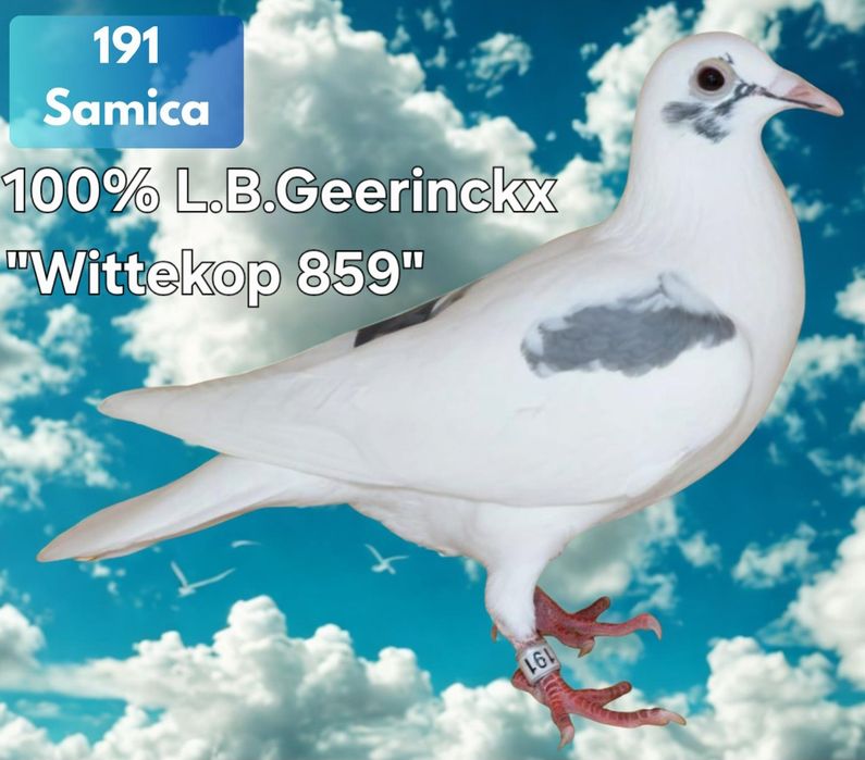 Gołębie młode 2026 możliwość zamówienia super materiał hodowlany ???