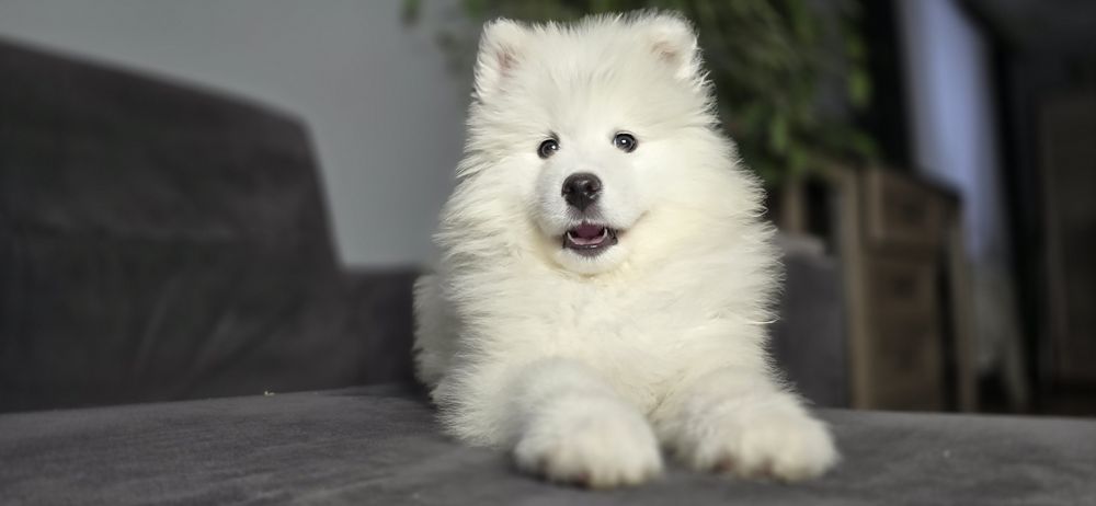 Samoyed wyjątkowy chlopiec
