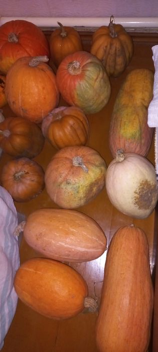 Продам домашние гарбуз/тыква