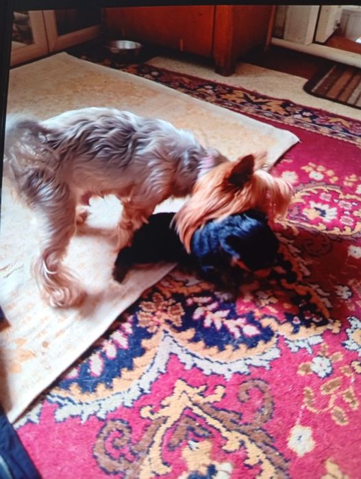 Продам йоршский терьер