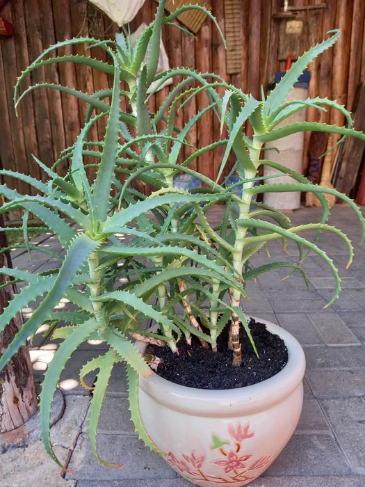 Алоє 3-4-річні вазони