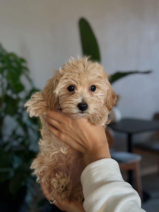 Maltipoo F1 (тато пудель а мама мальтезе)