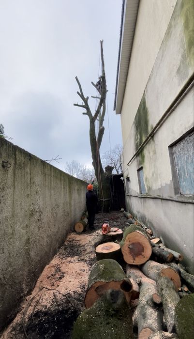 Обрізка та видалення Дерев