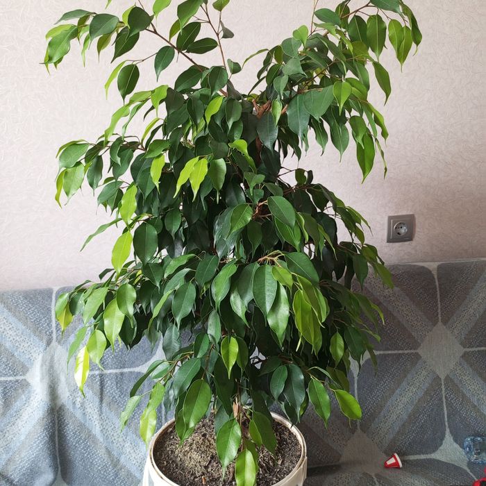 Фікус бенджаміна