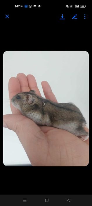 Chomiki na sprzedaż