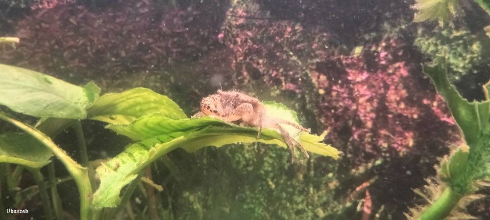 Krab Mekhong sprzedam